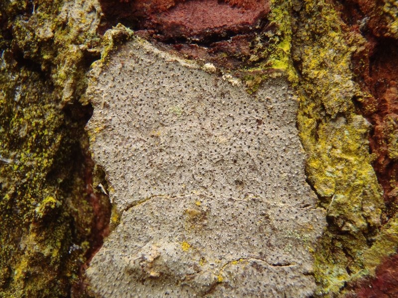 Lecanactis abietina