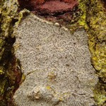 Lecanactis abietina