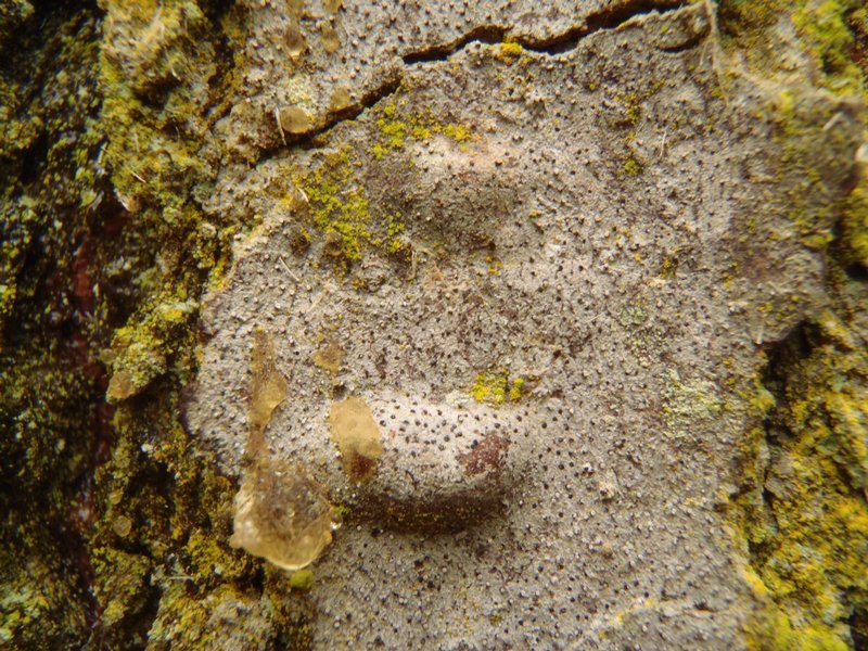Lecanactis abietina