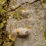 Lecanactis abietina