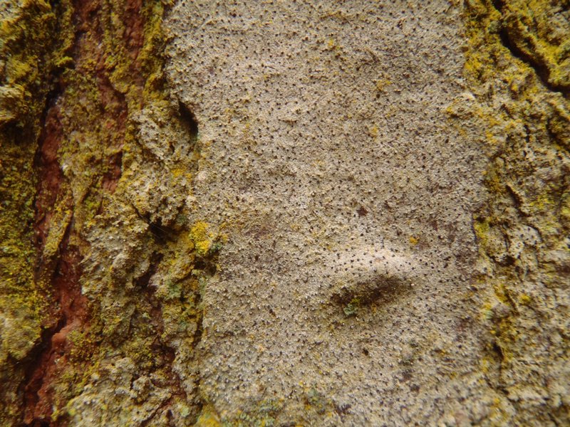 Lecanactis abietina
