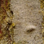 Lecanactis abietina