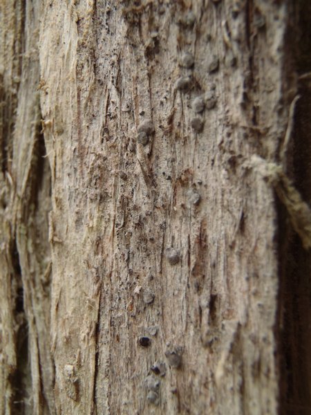 Lecanactis abietina