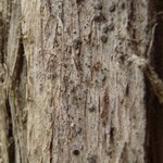 Lecanactis abietina