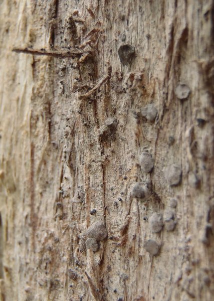 Lecanactis abietina