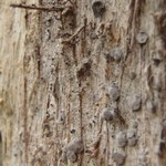 Lecanactis abietina