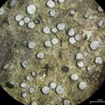Lecanactis salicina