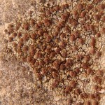 Lecania cyrtella