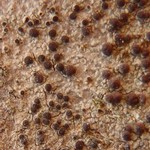 Lecania cyrtella