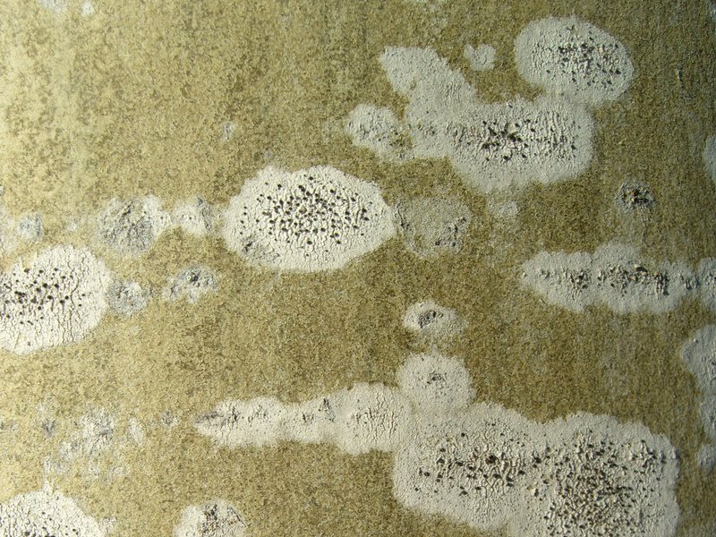 Lecania dubitans