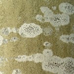 Lecania dubitans