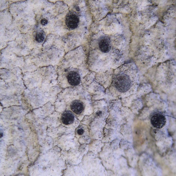 Lecania dubitans