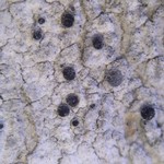 Lecania dubitans