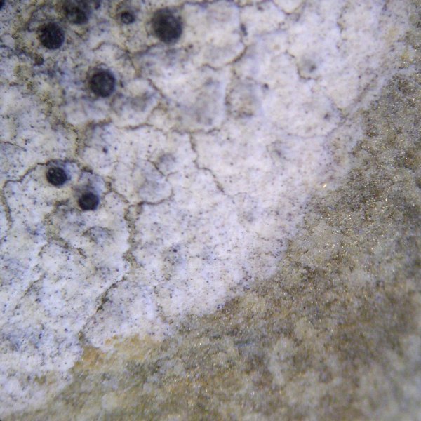 Lecania dubitans