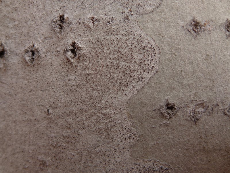 Lecania dubitans
