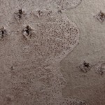 Lecania dubitans