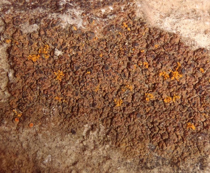 Lecania dudleyi