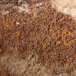 Lecania dudleyi