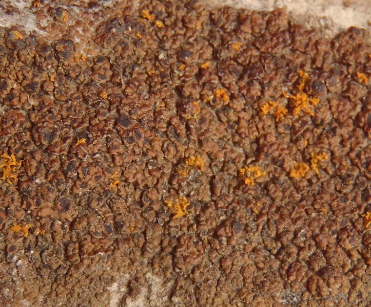 Lecania dudleyi