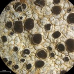 Lecania franciscana