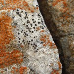 Lecania franciscana