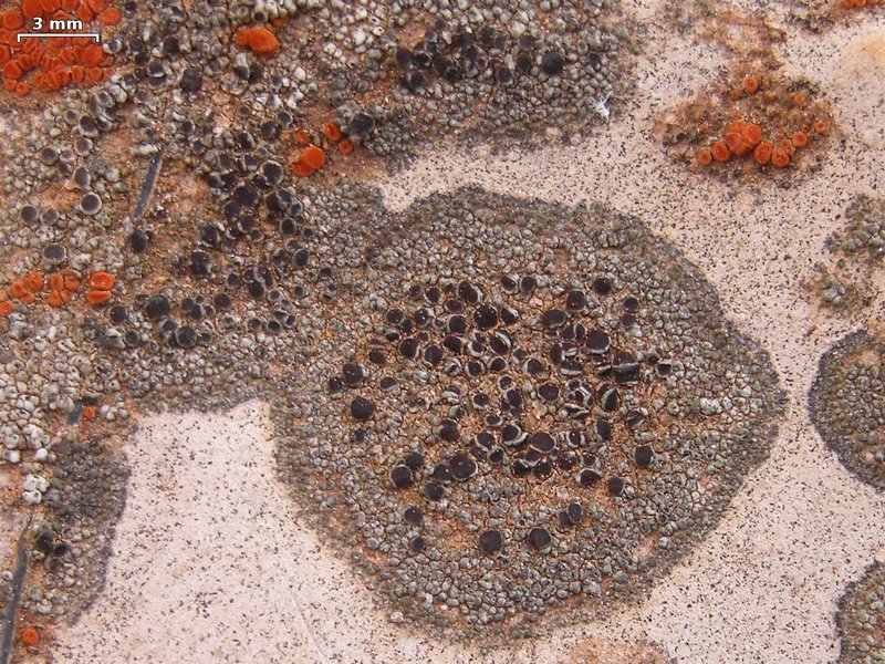 Lecania fructigena