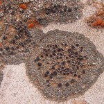 Lecania fructigena