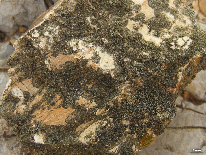 Lecania fructigena