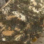 Lecania fructigena