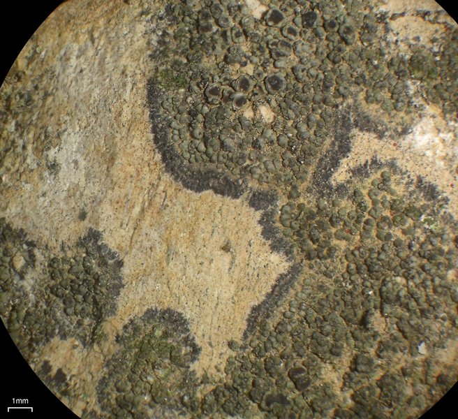Lecania fructigena
