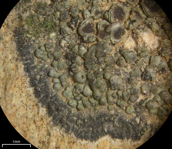 Lecania fructigena