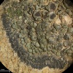 Lecania fructigena