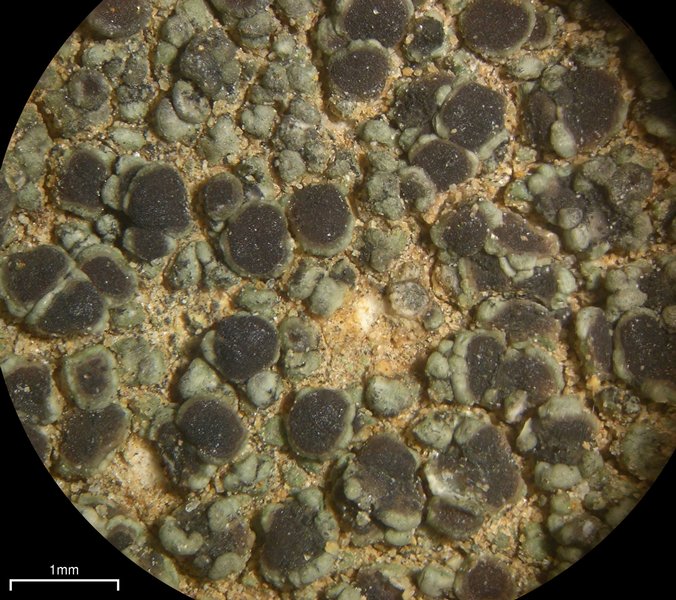 Lecania fructigena