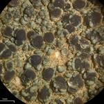 Lecania fructigena
