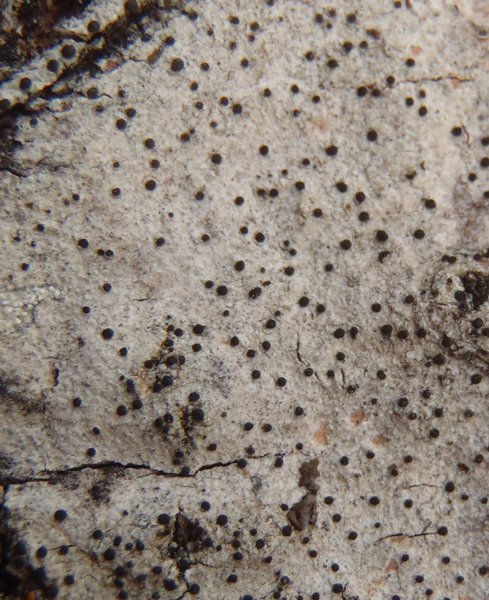 Lecania koerberiana