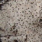 Lecania koerberiana