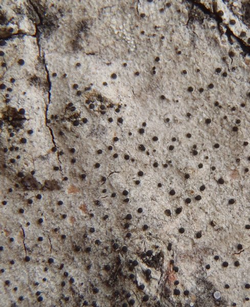 Lecania koerberiana
