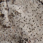 Lecania koerberiana