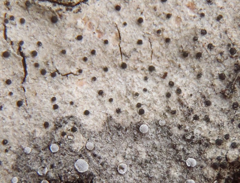 Lecania koerberiana