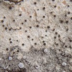 Lecania koerberiana