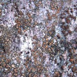 Lecania madida