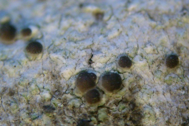 Lecania naegelii