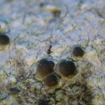 Lecania naegelii