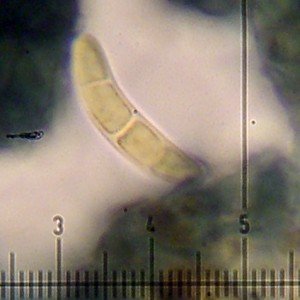 Lecania naegelii