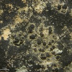Lecania polycycla