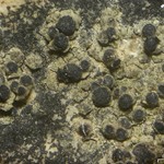 Lecania polycycla