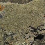 Lecania polycycla