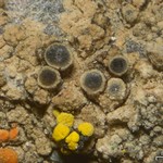 Lecania polycycla