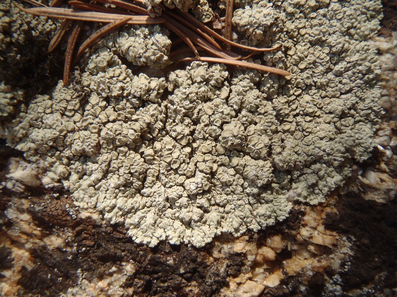 Lecanora achariana