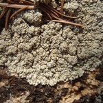 Lecanora achariana